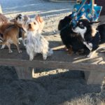 犬友さんとワンコたちとお散歩♪