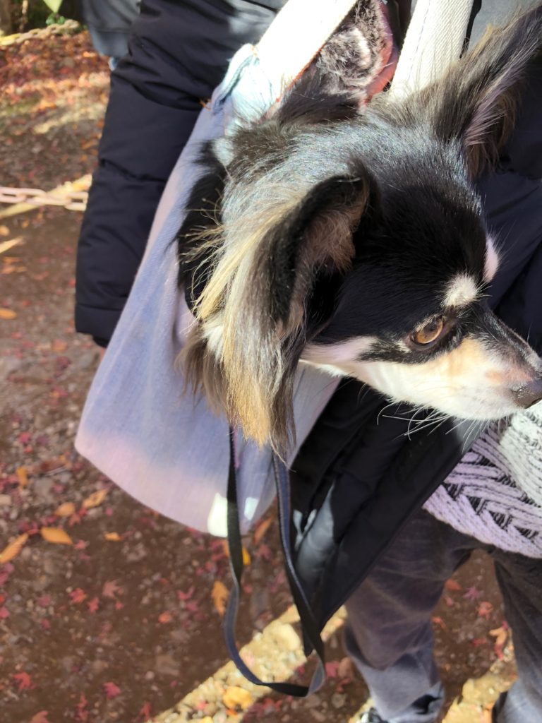 抱っこのデカチワワ