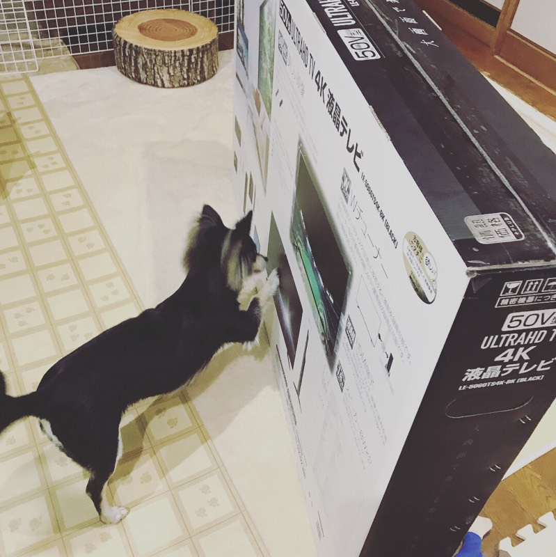 ドンキ 4kテレビ ダンボール