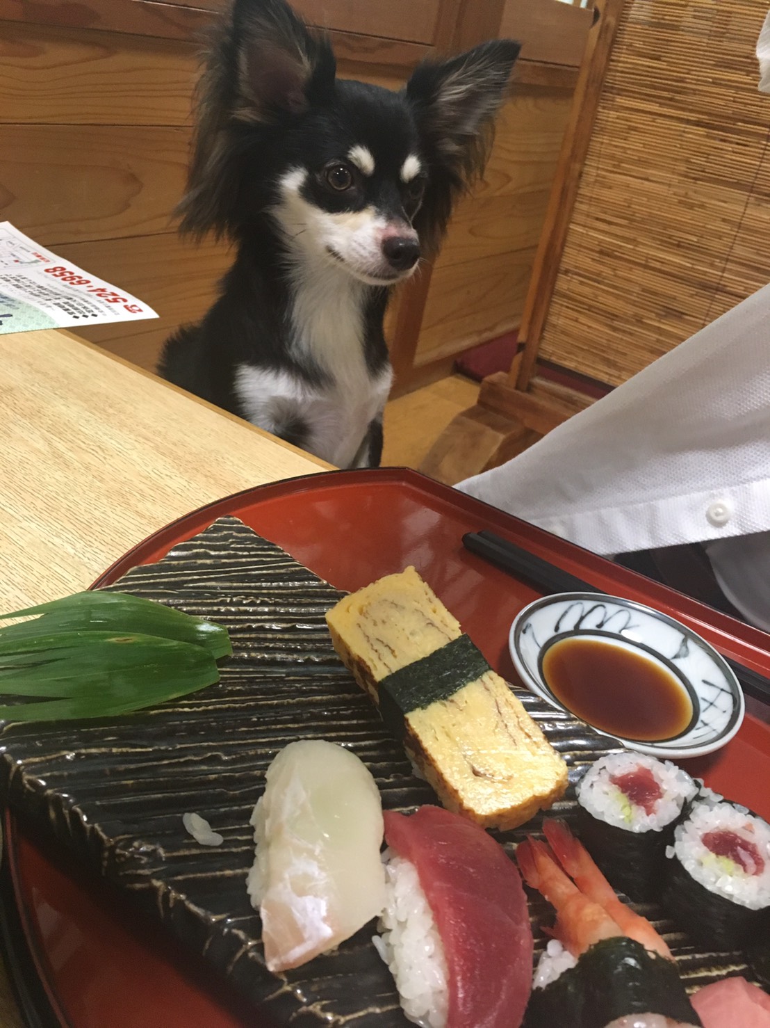 松栄寿司とマロン