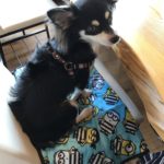 愛犬の駅 (伊豆高原) で食事してきました♪