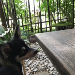 犬グッズ！ 今一番欲しいもの。