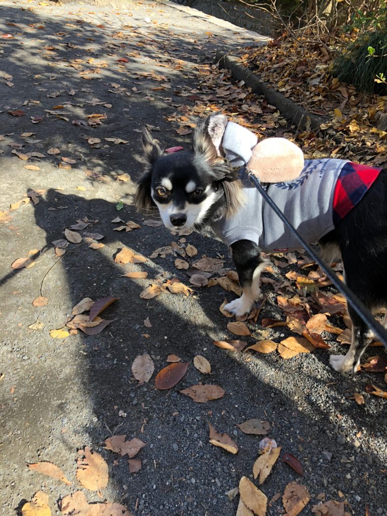 チワワのマロン