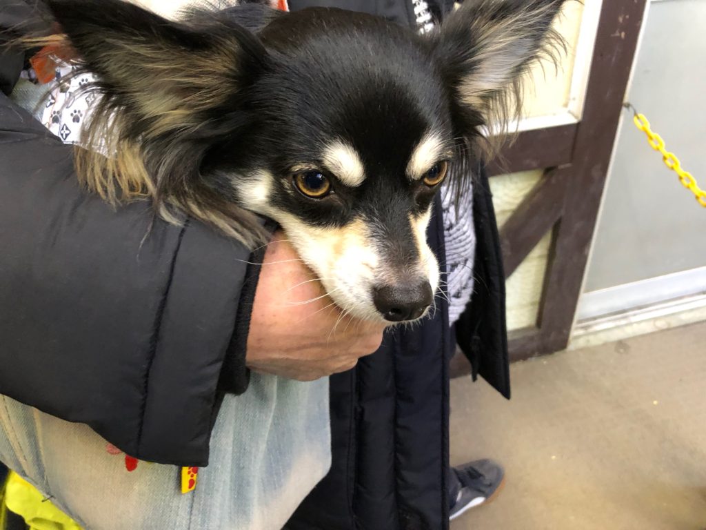 マロンのあくび