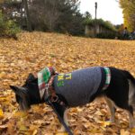 しっぽフェスタ2017から昭和記念公園のドッグラン＆紅葉へ