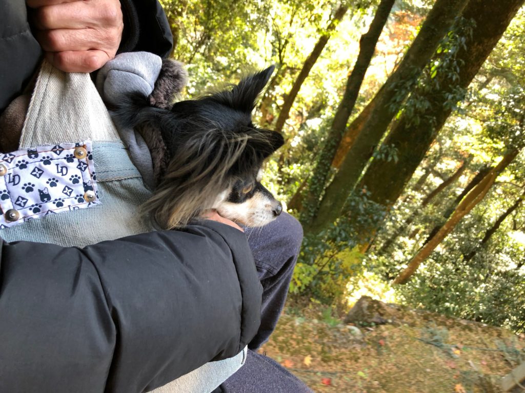 高尾山リフト上りマロン