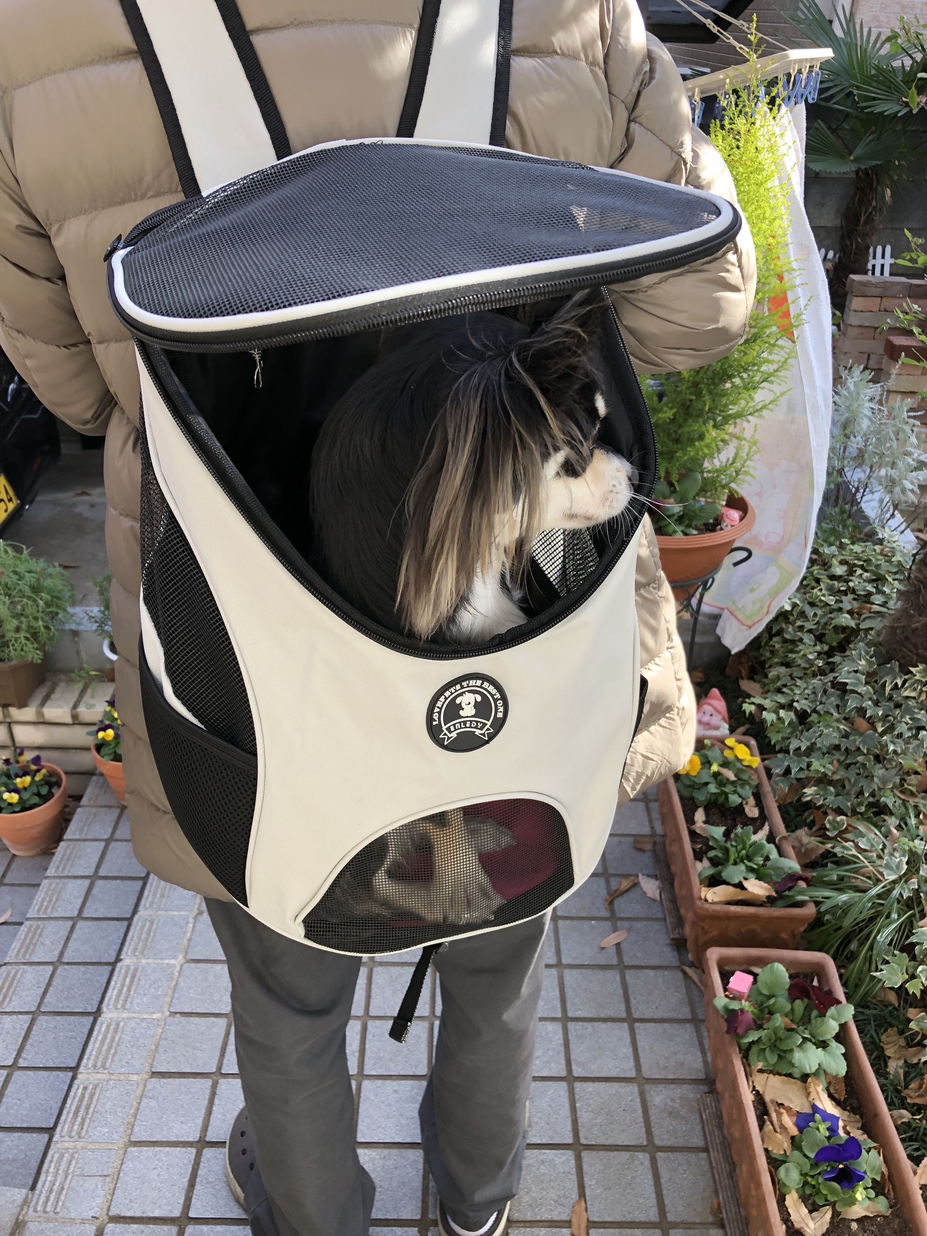 【購入レビュー】ワンコ用のリュック