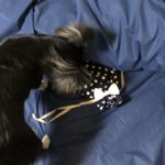 レンジでゆたぽん(湯たんぽ)の購入レビュー