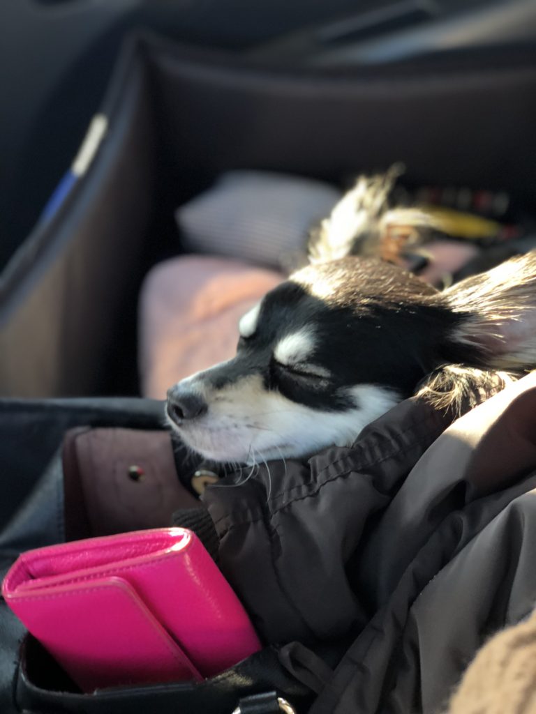 車の中でチワワのマロン