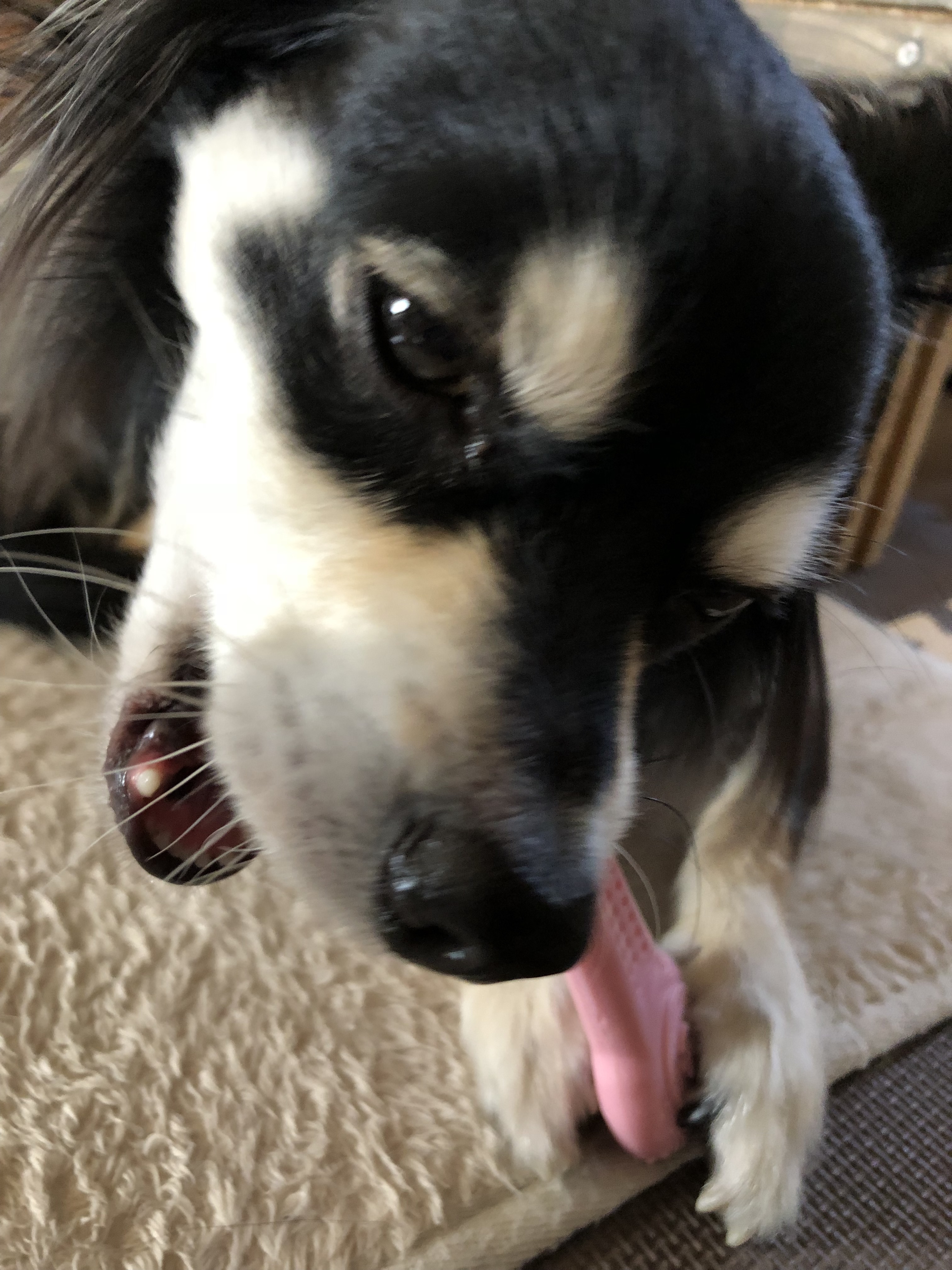 インターペット 犬グッズ