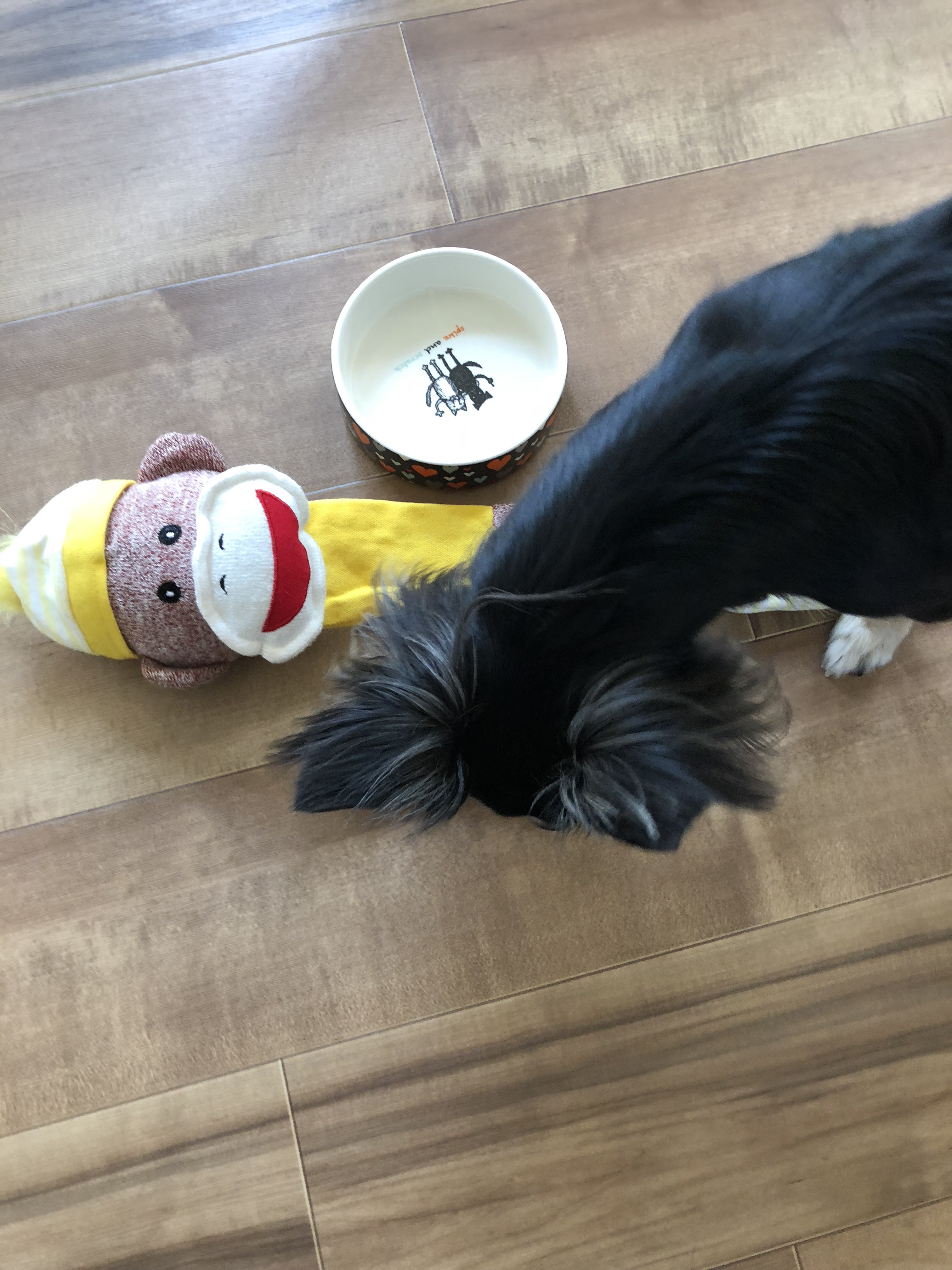 インターペット 犬グッズ