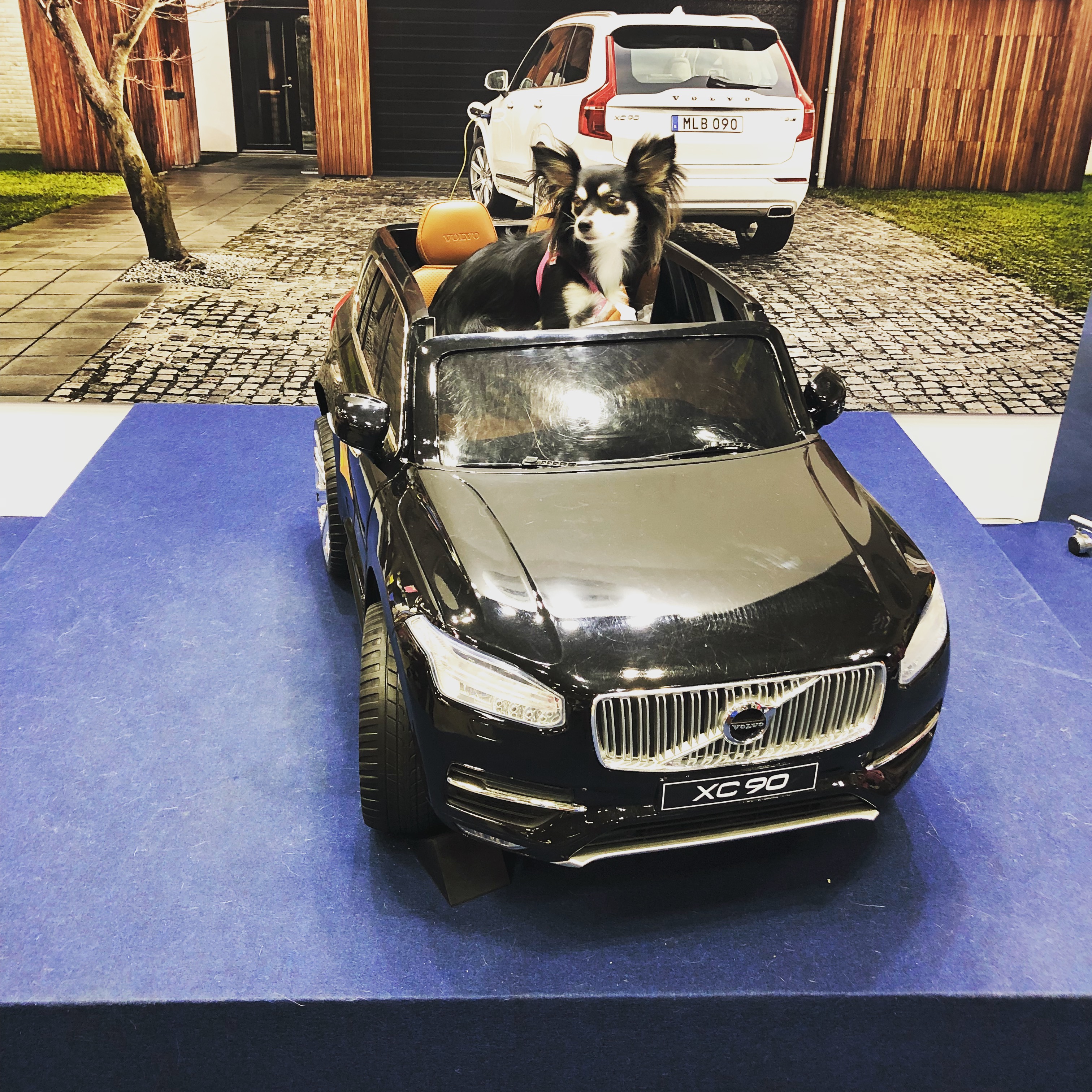 インターペット 2018 デカチワワと初めてのレポート