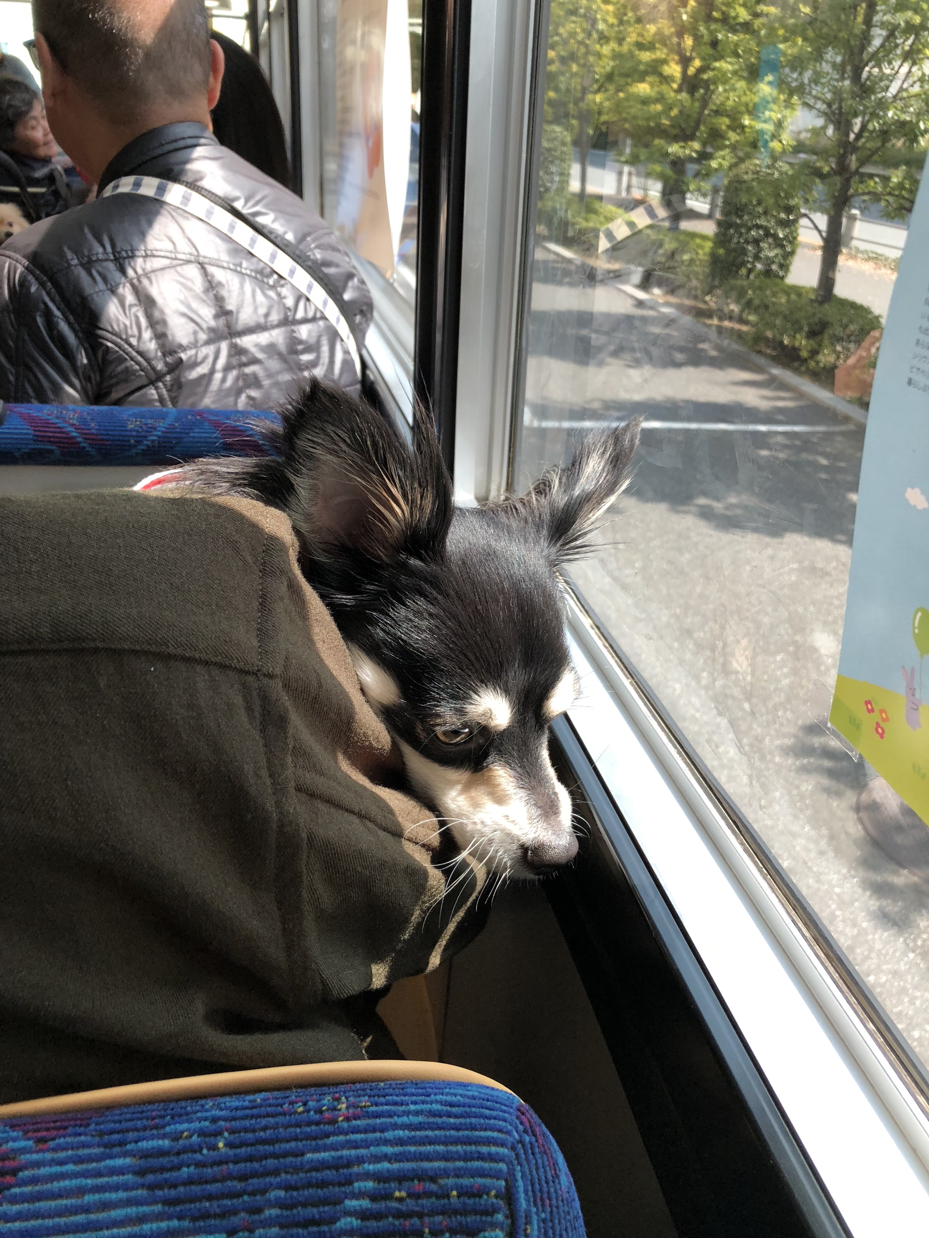 インターペット 初めてのバス