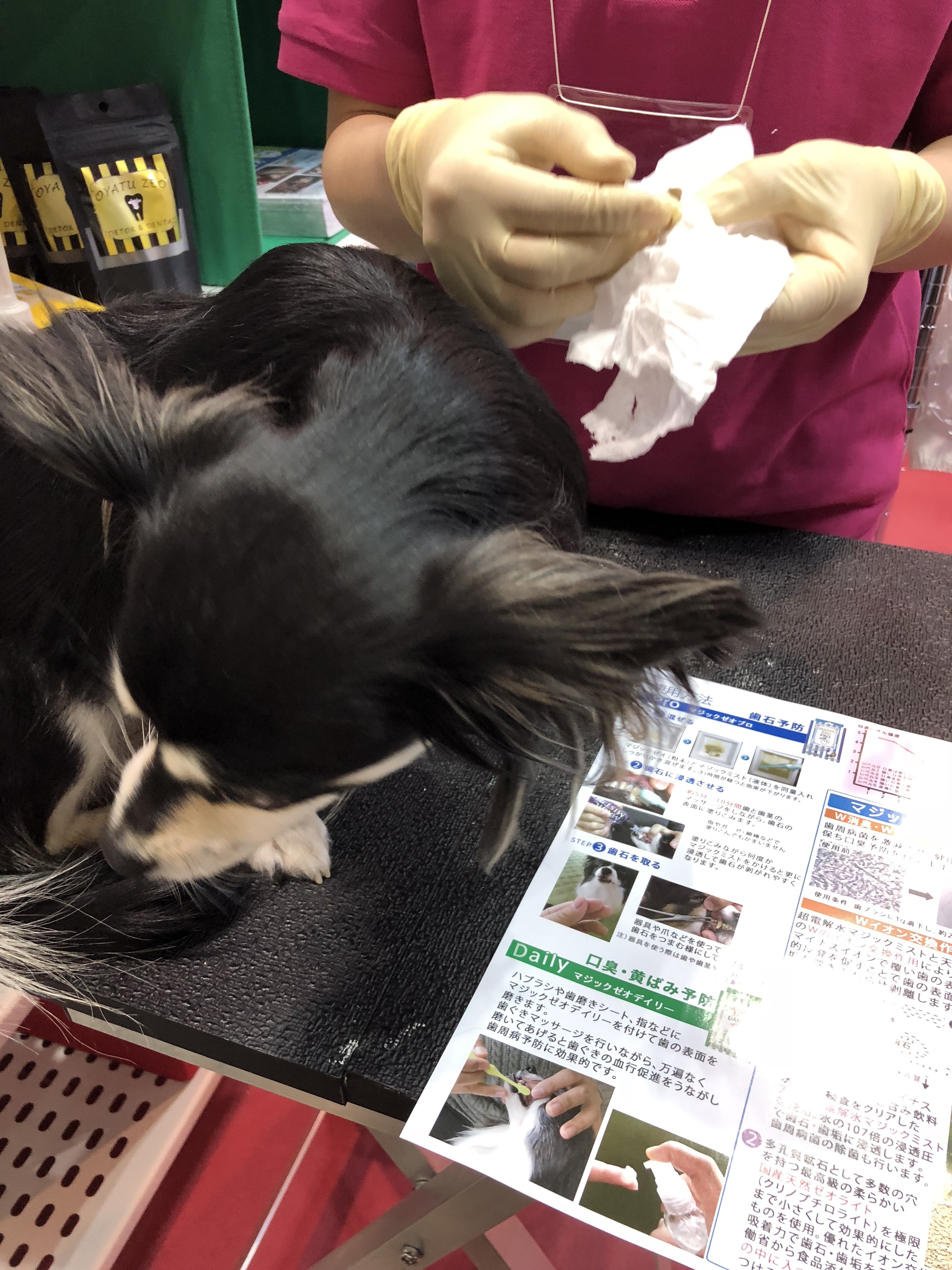 インターペット 歯石取り