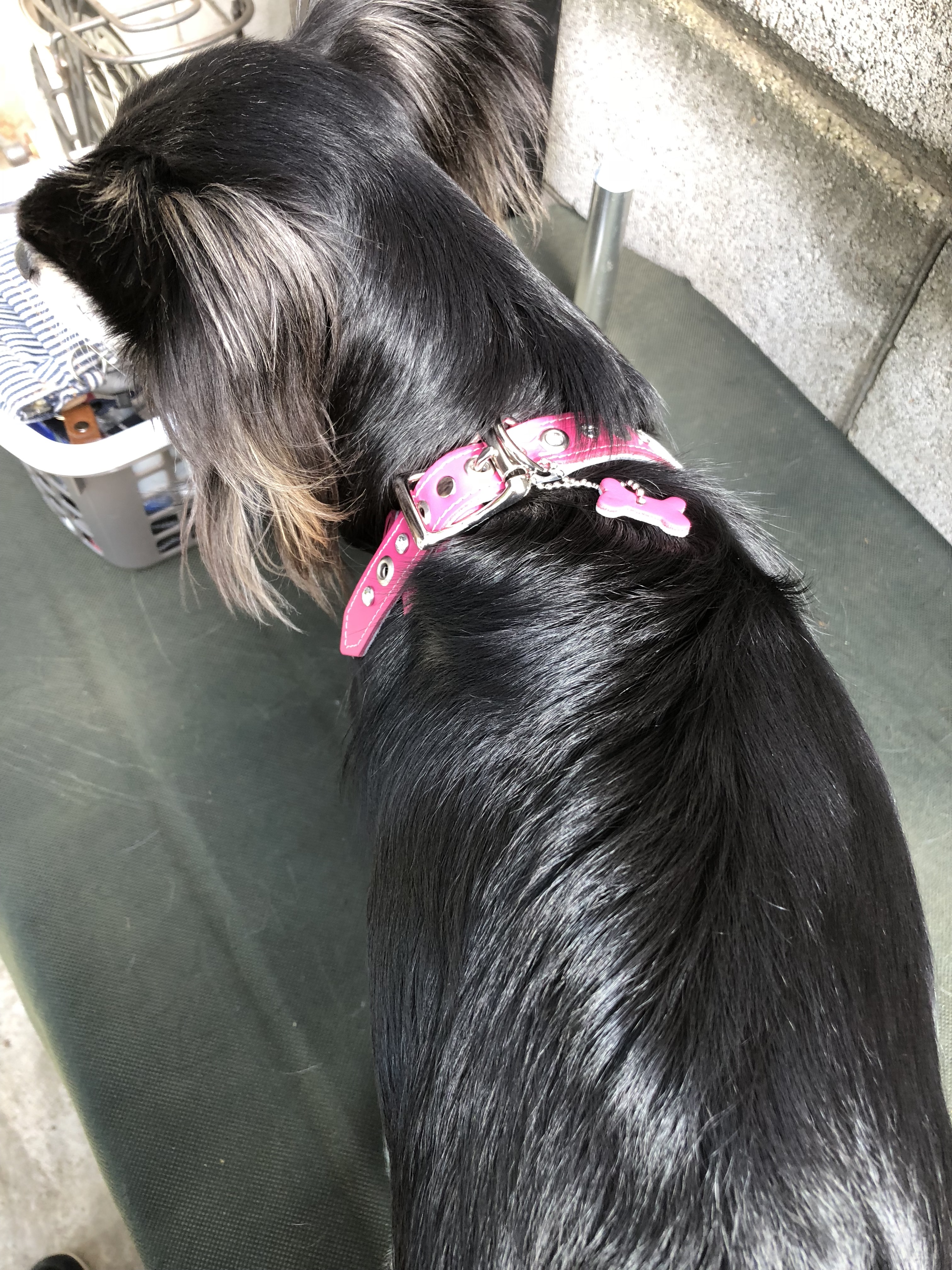 バディーベルト　ピンク