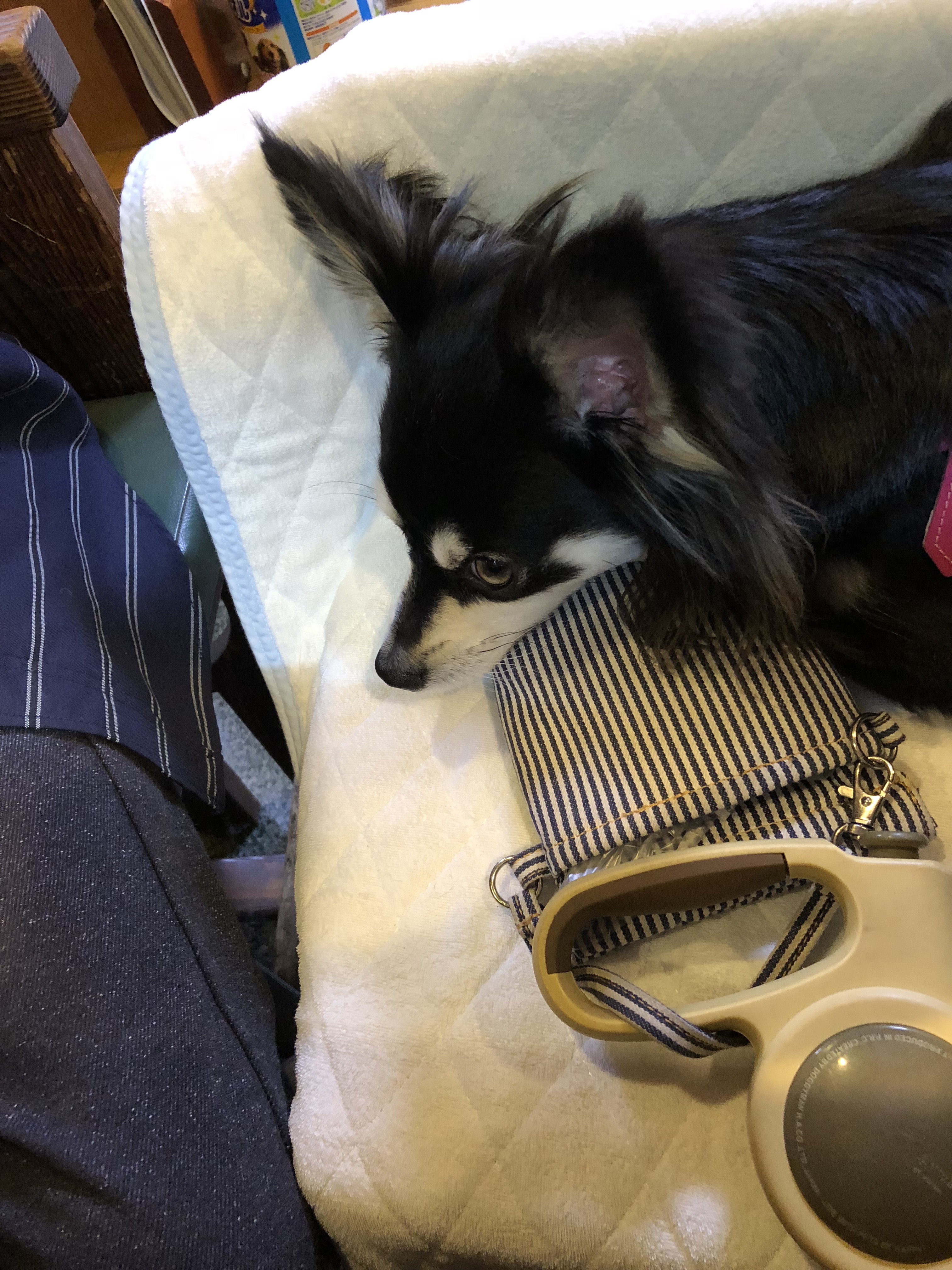 松栄寿司 カウンター