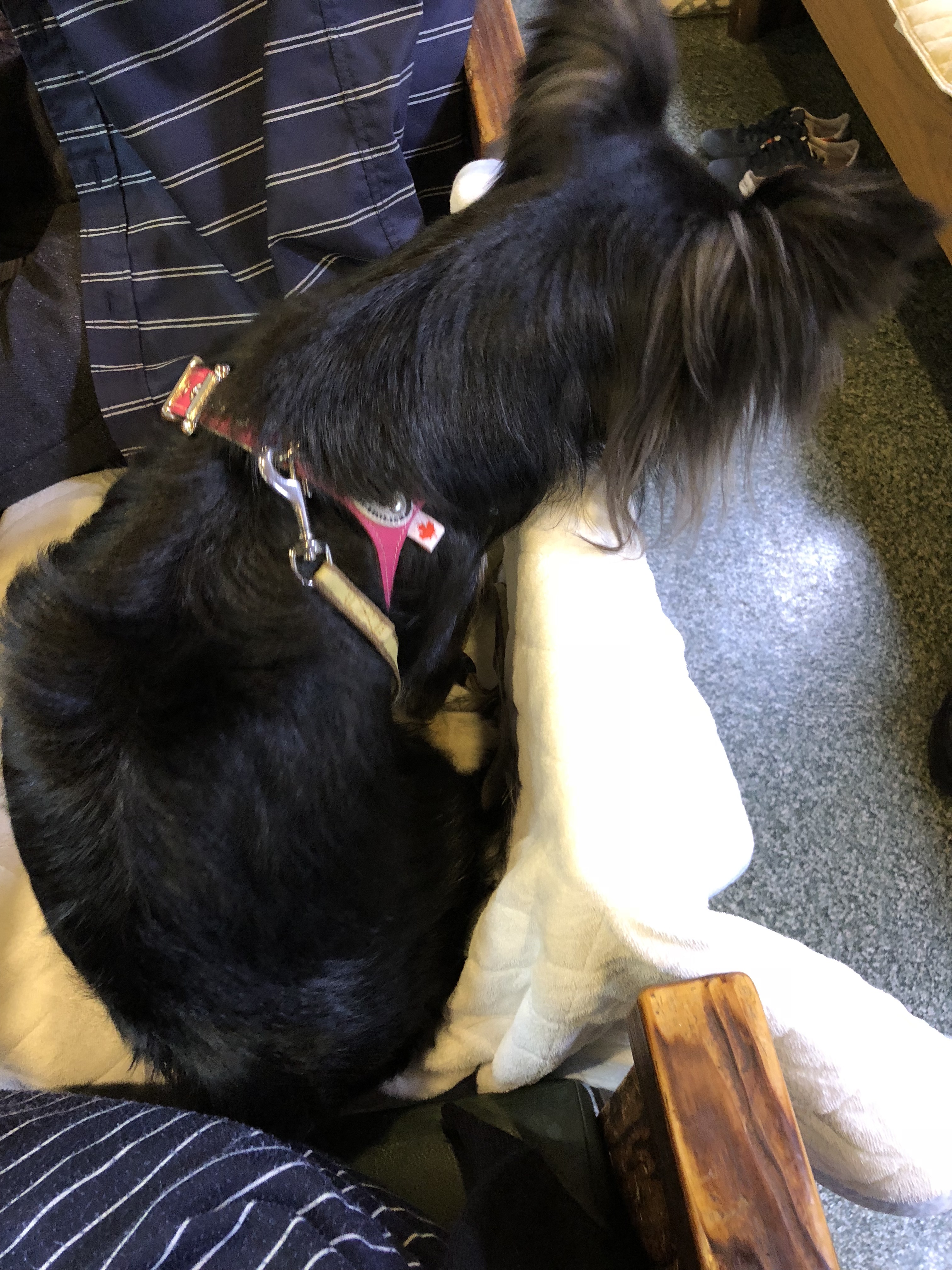 松栄寿司 カウンター