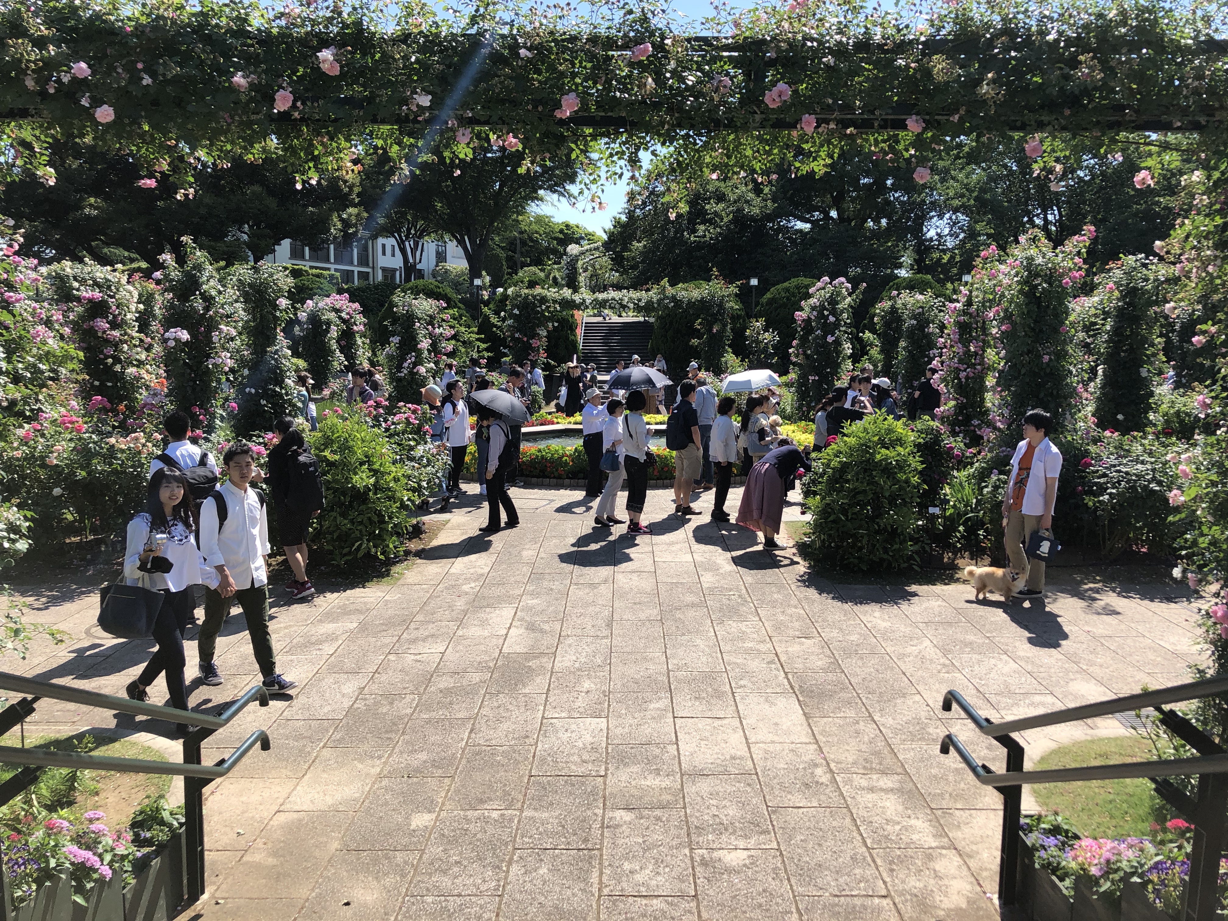 港の見える丘公園のバラ園