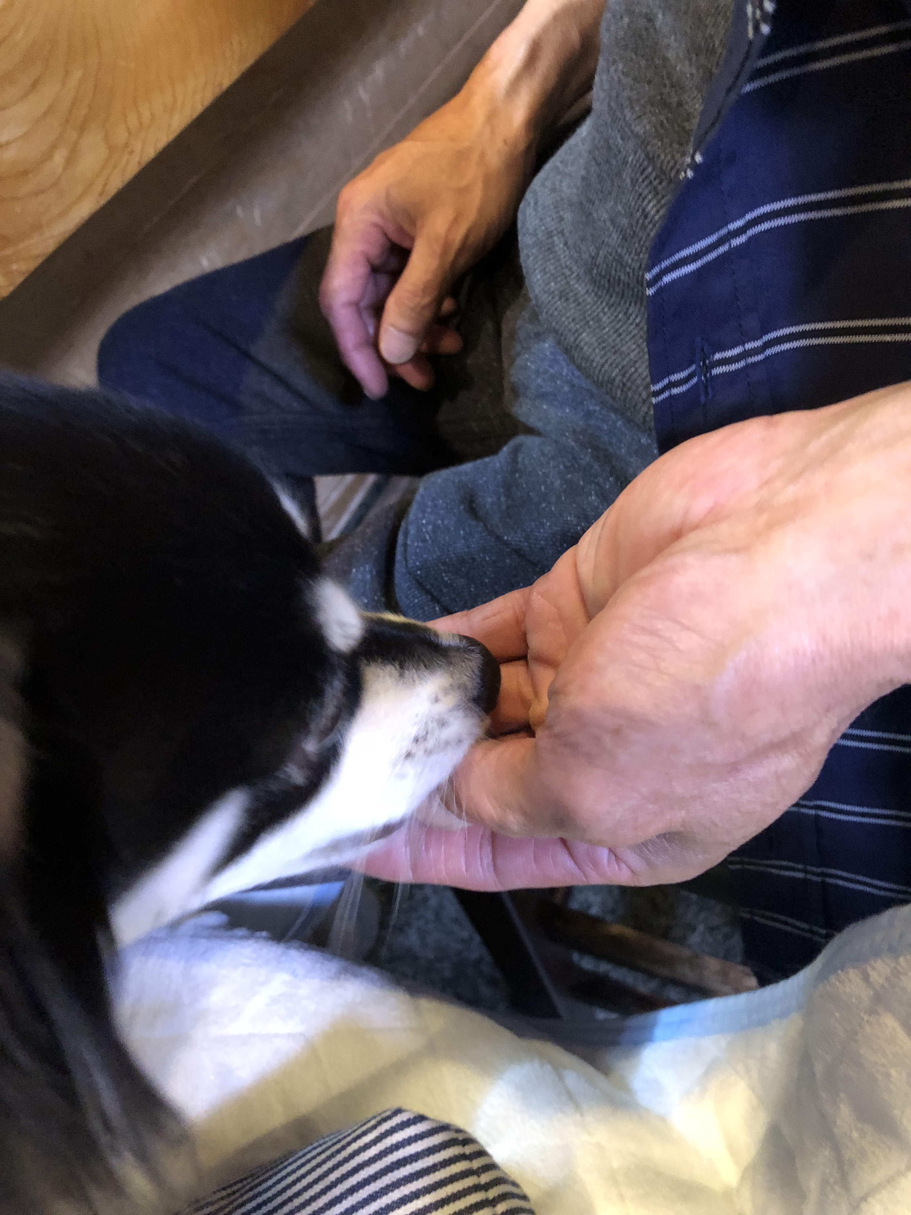 マグロの血合い