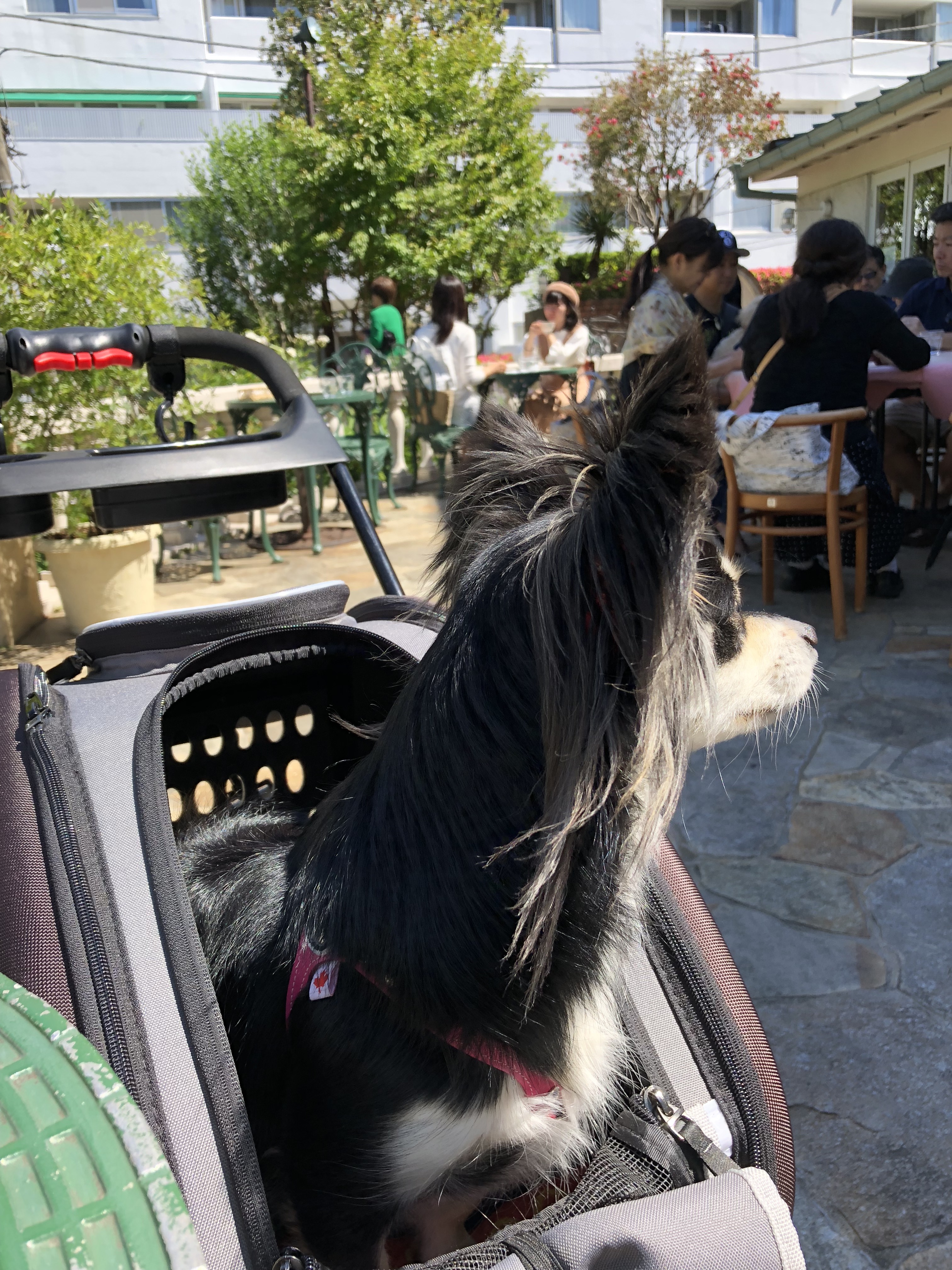 バラ園でランチ