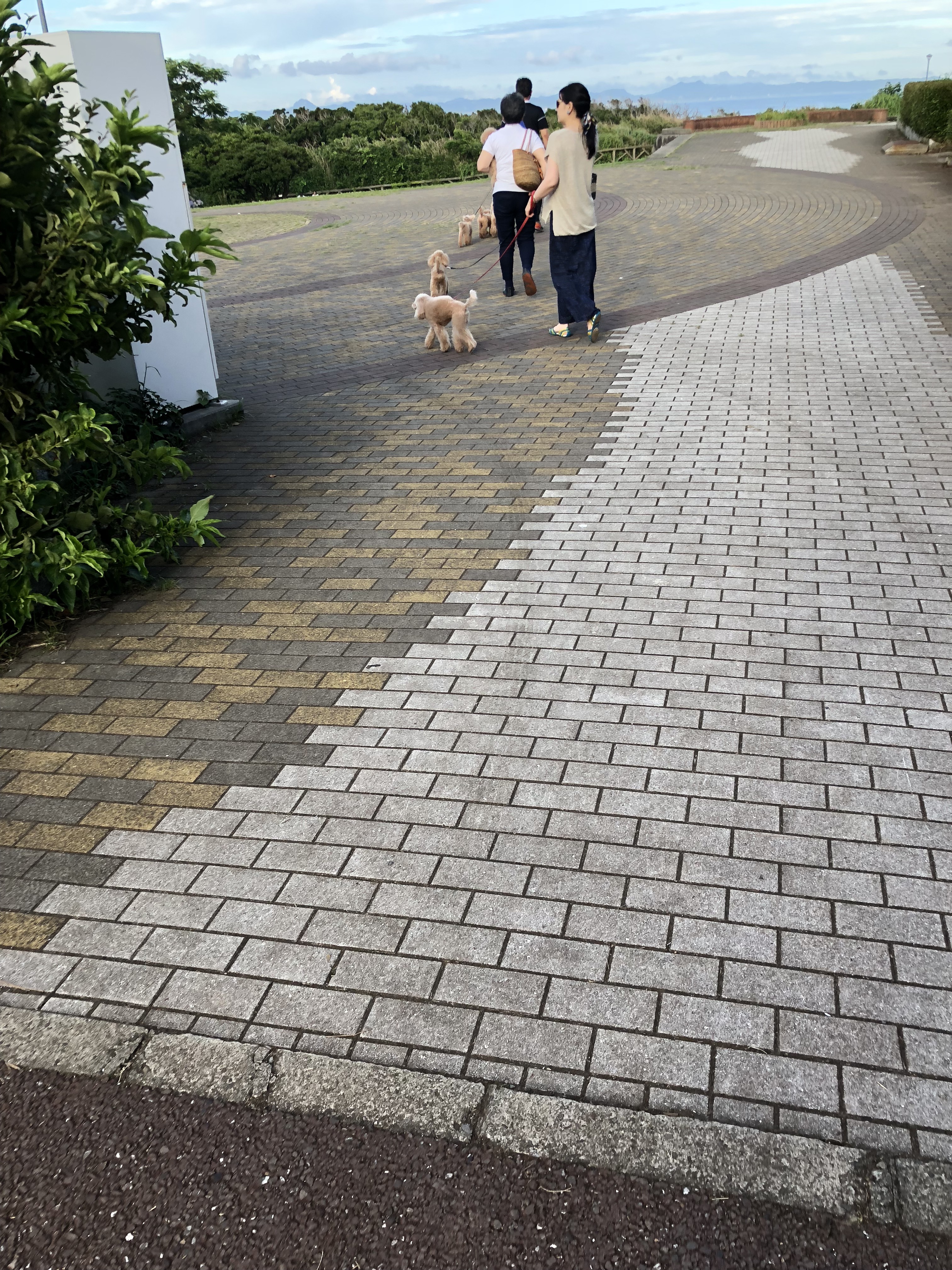 城ヶ島 ペットと遊ぶ