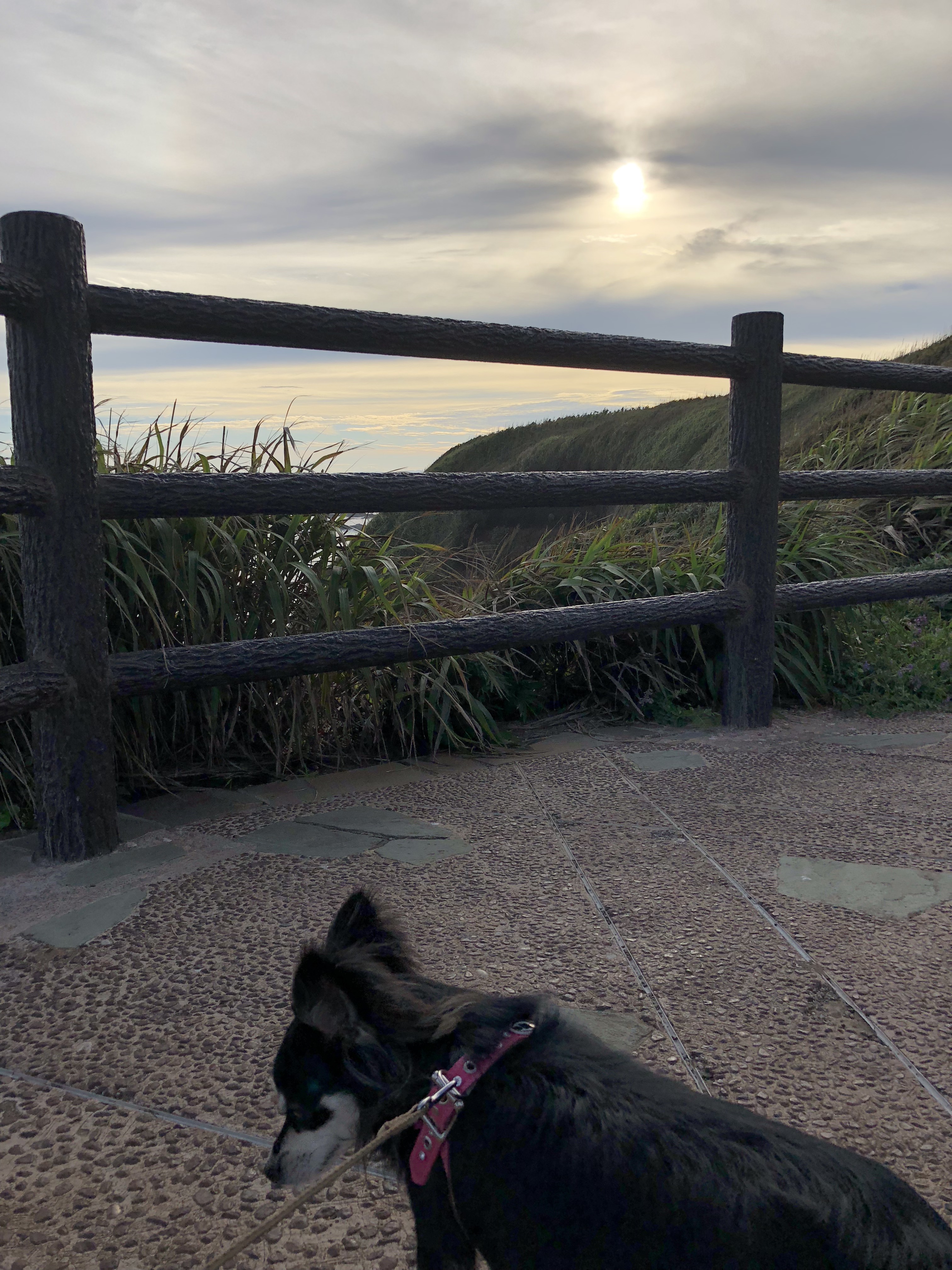 城ヶ島 ペット連れ