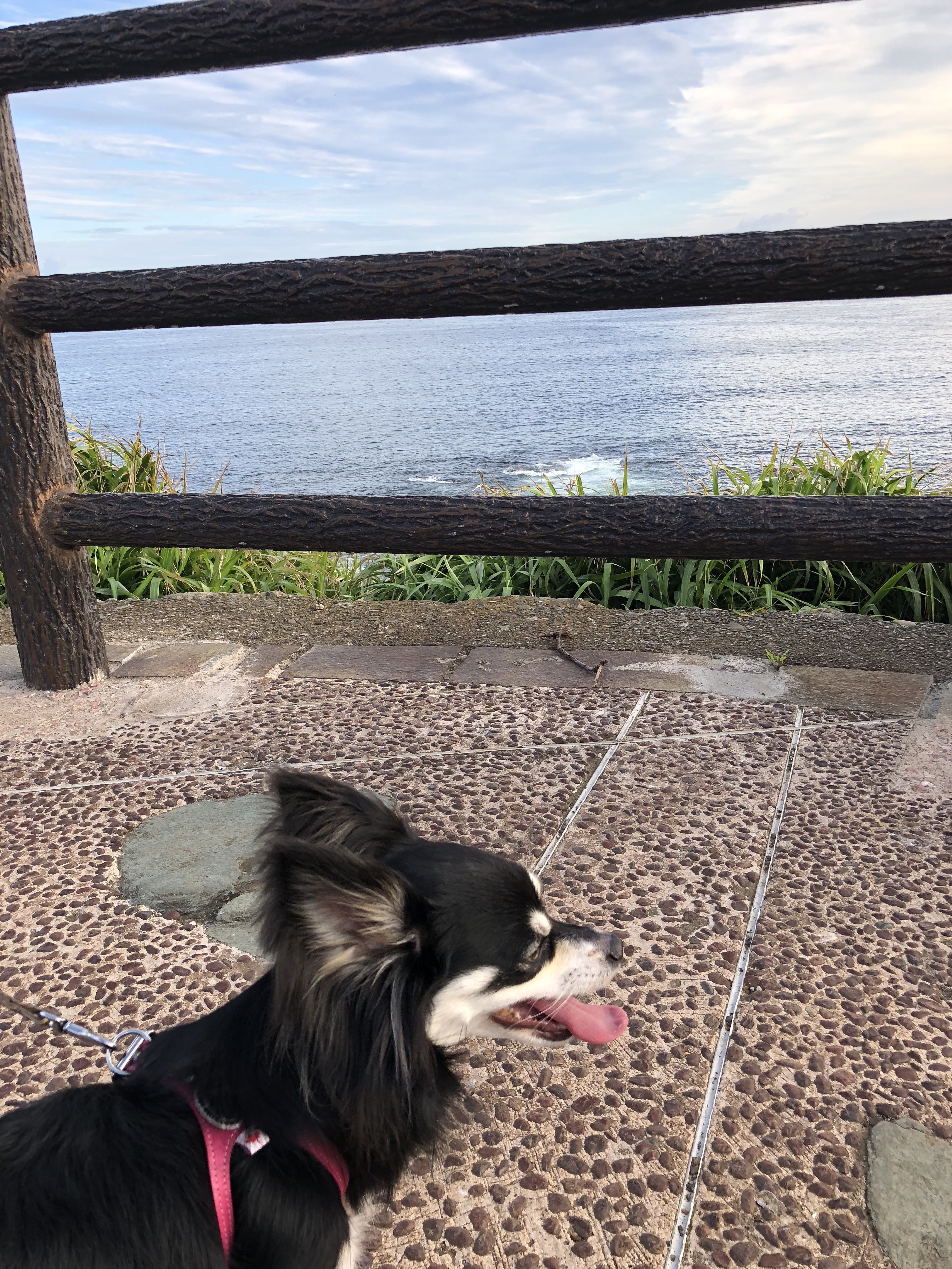 城ヶ島 ペット連れ