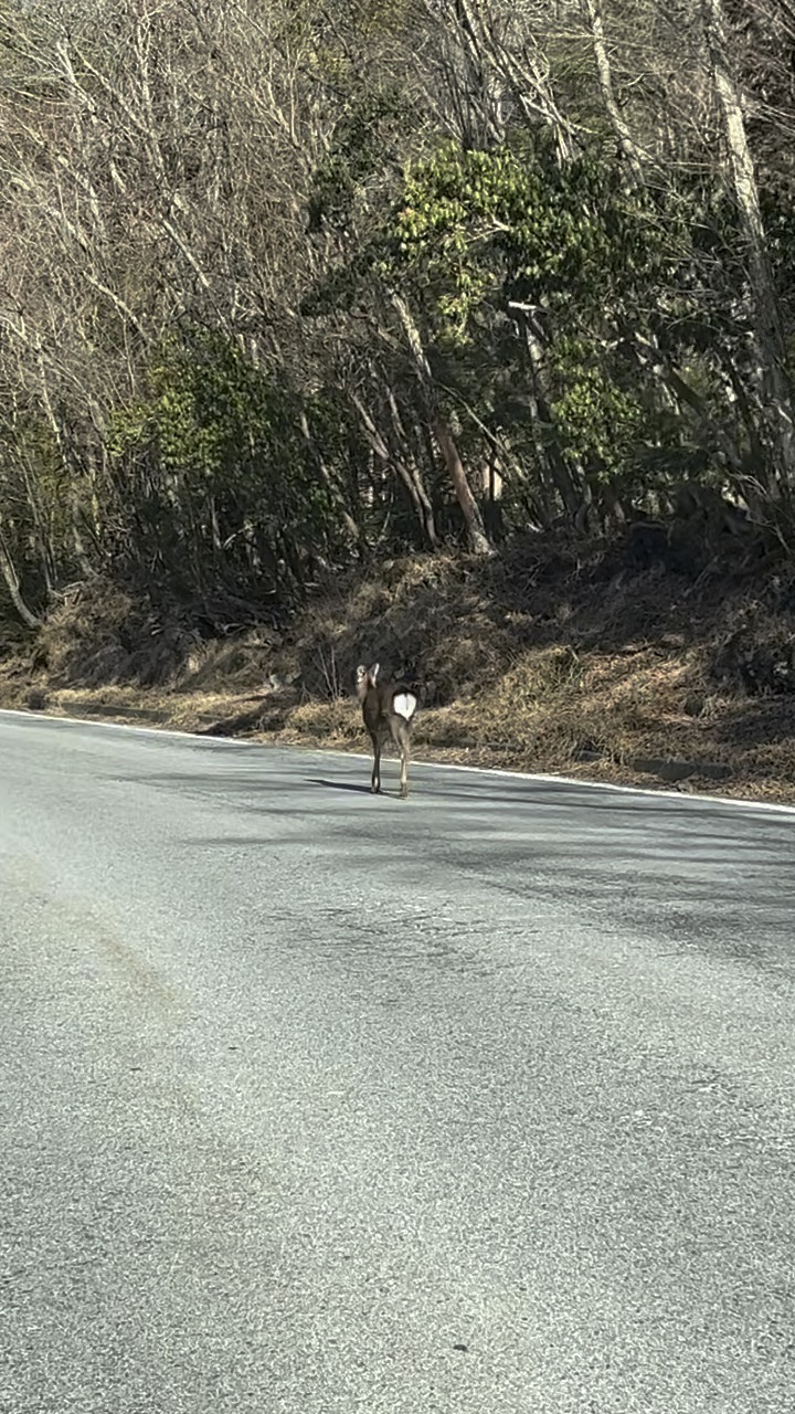 子鹿に遭遇